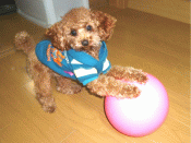 パンダのパレード