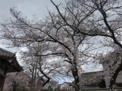 パンダのパレード