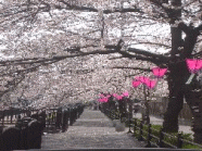 ２００８年４月５日患者会の花見です